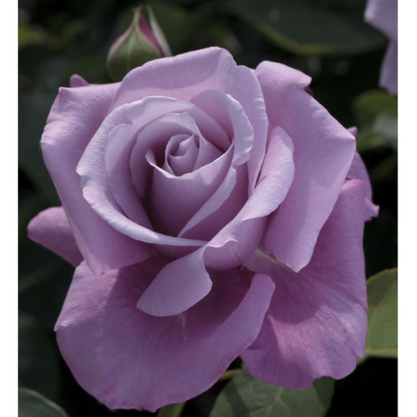 CHARLES DE GAULLE® Meilanein CHARLES DE GAULLE® Meilanein